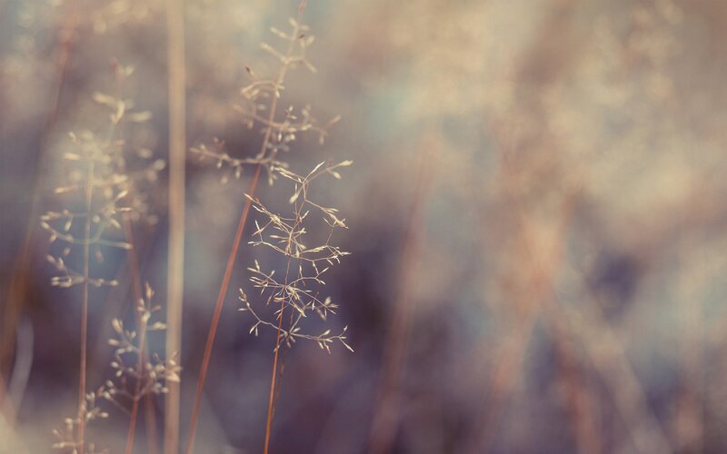 Dried Grass Stalks — Brown
