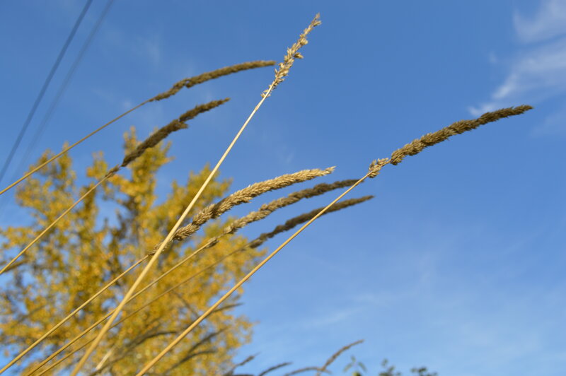 Dried Grass Stalks