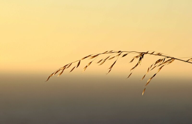 Dried Grass Stem