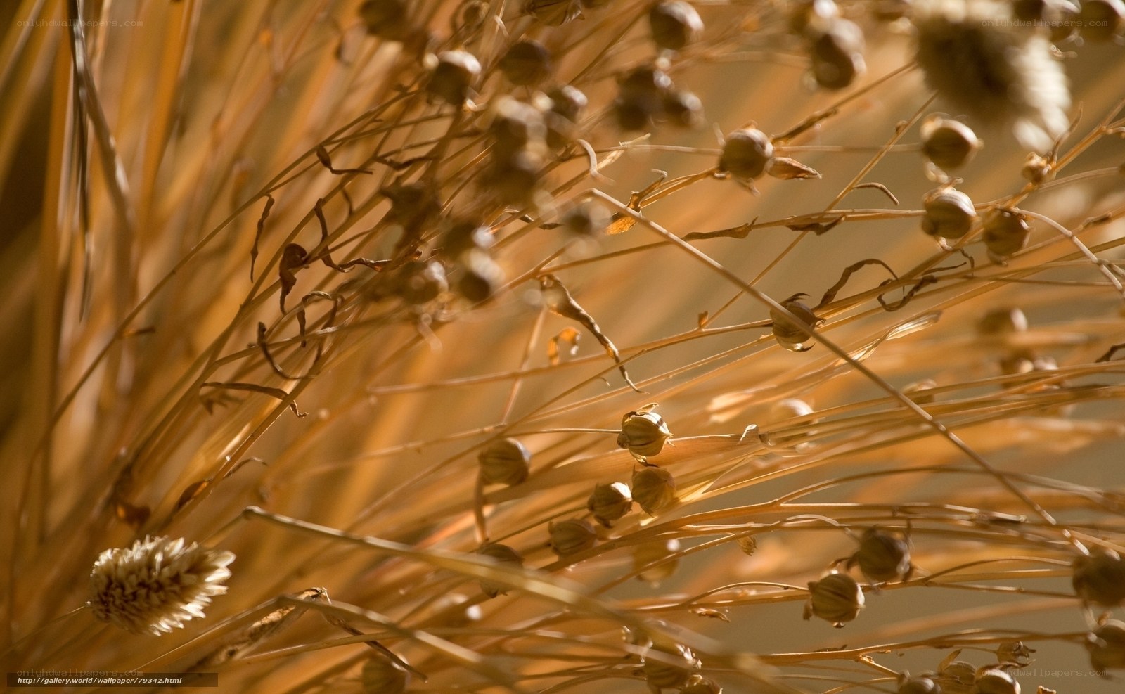 Dried grasses in golden light