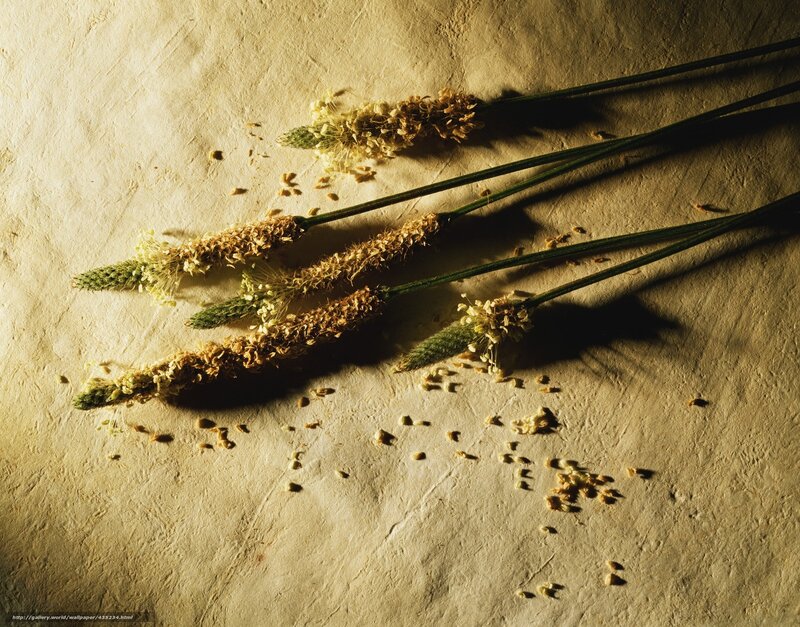Dried grasses on textured surface