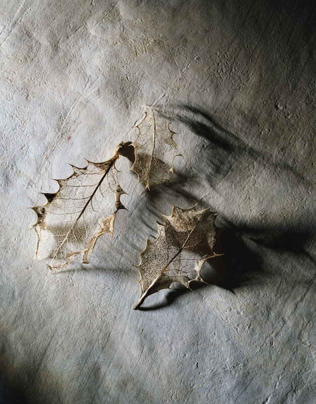 Dried Holly Leaves — Gray