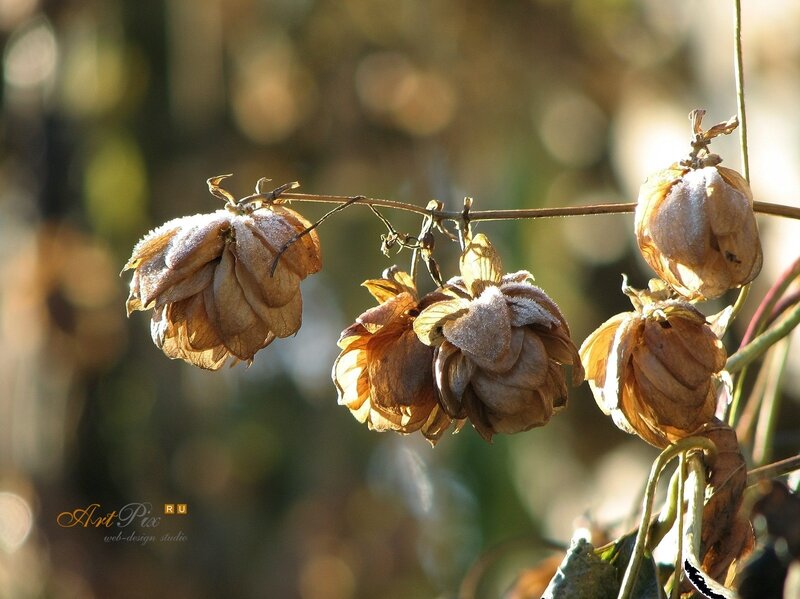 Dried hop cones in sunlight
