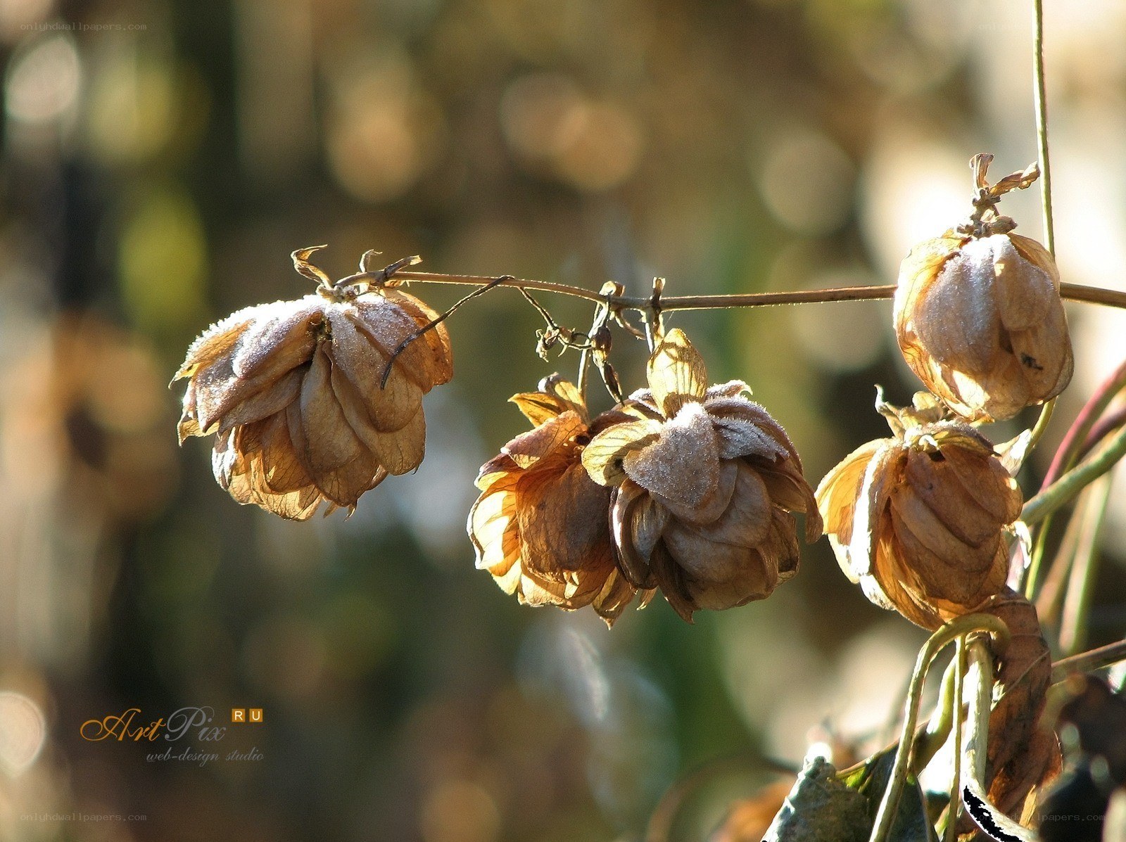 Dried hop cones in sunlight