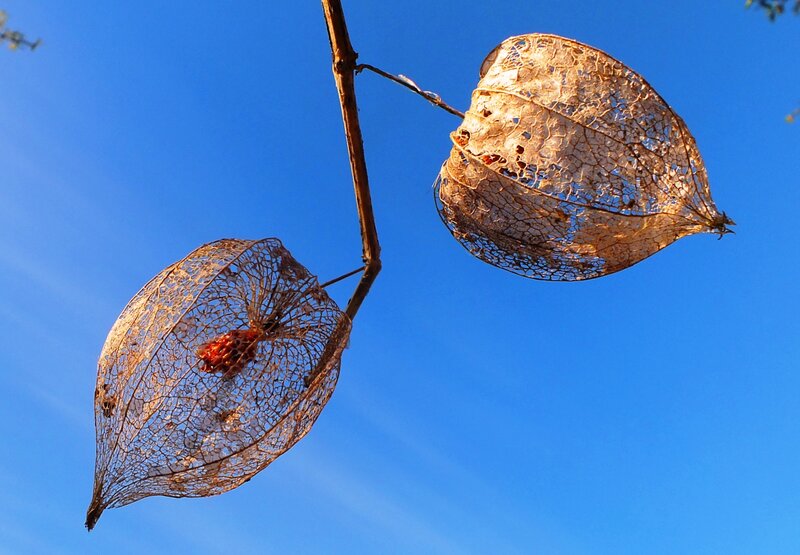 Dried Husk Pods