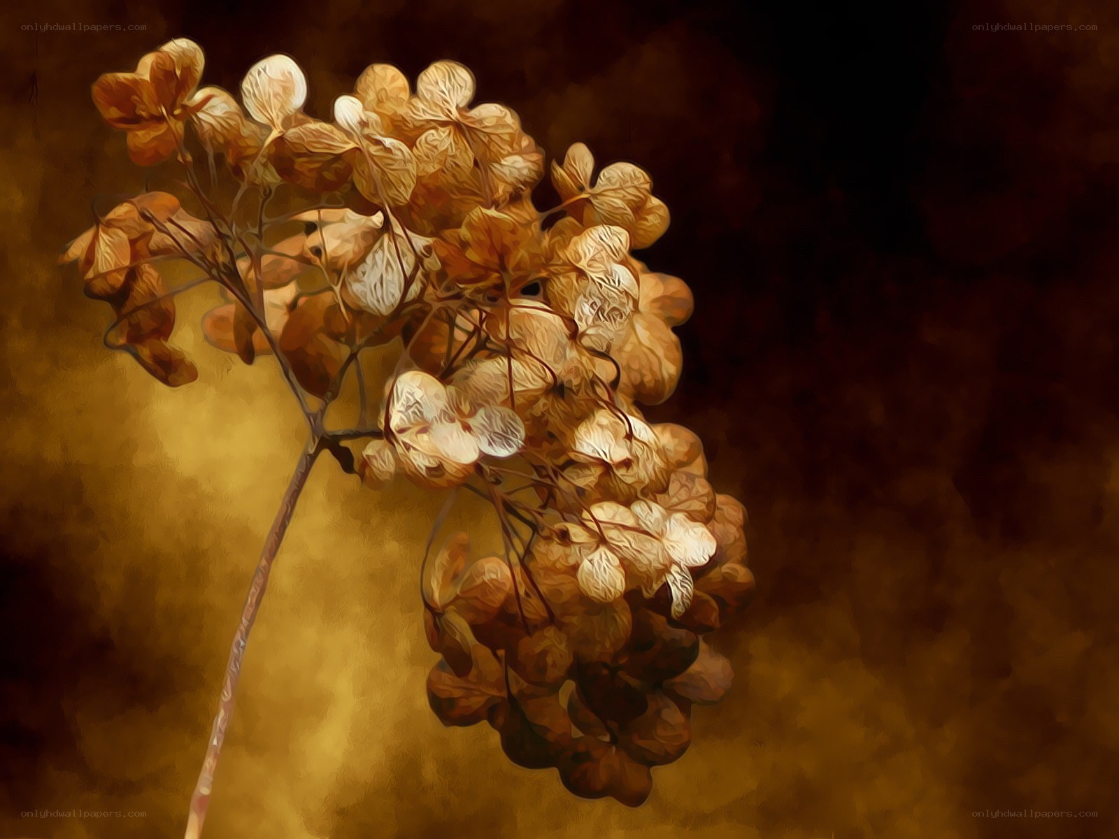 Dried hydrangea flower