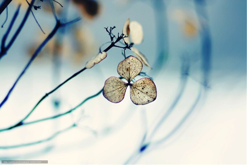 Dried Hydrangea Flower — Blue, Serene