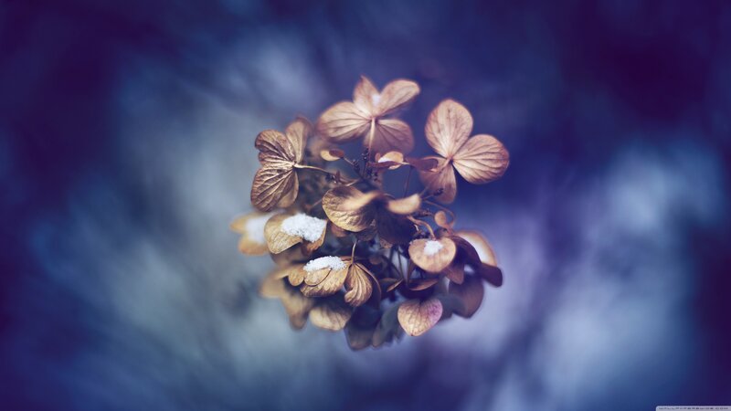 Dried Hydrangea Flower — Blue