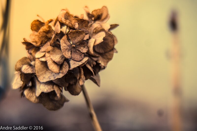 Dried Hydrangea Flower — Brown, Calm, Autumn