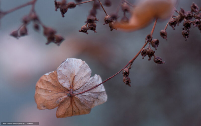 Dried Hydrangea Flower — Brown, Calm