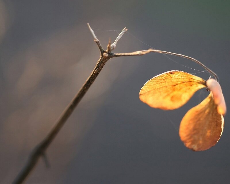 Dried Hydrangea Flower — Brown, Serene, Autumn