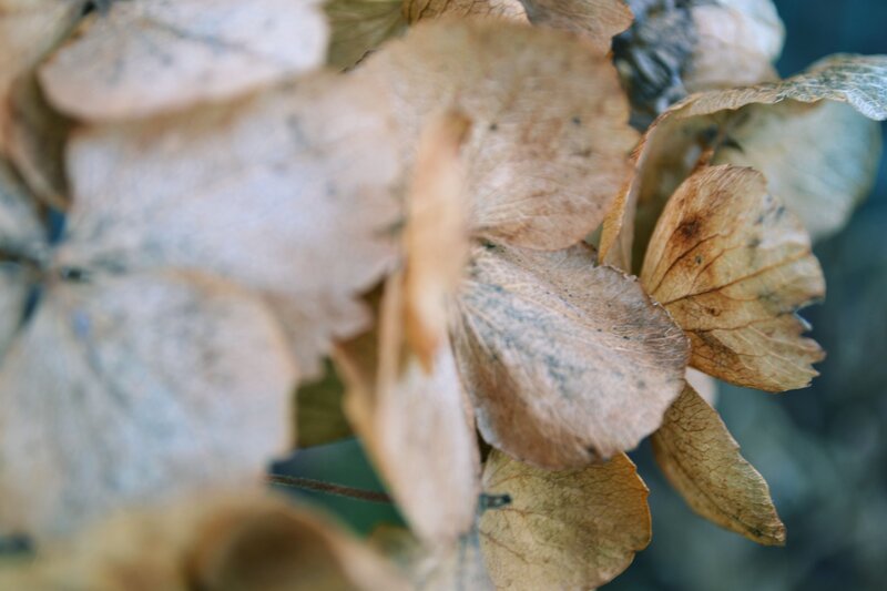 Dried Hydrangea Flower — Brown