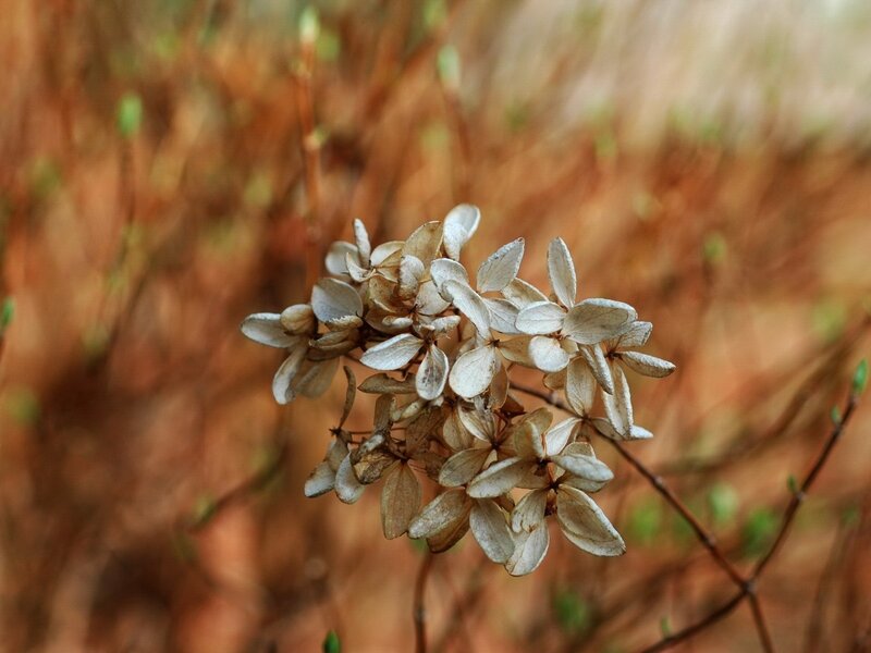 dried hydrangea flower cluster