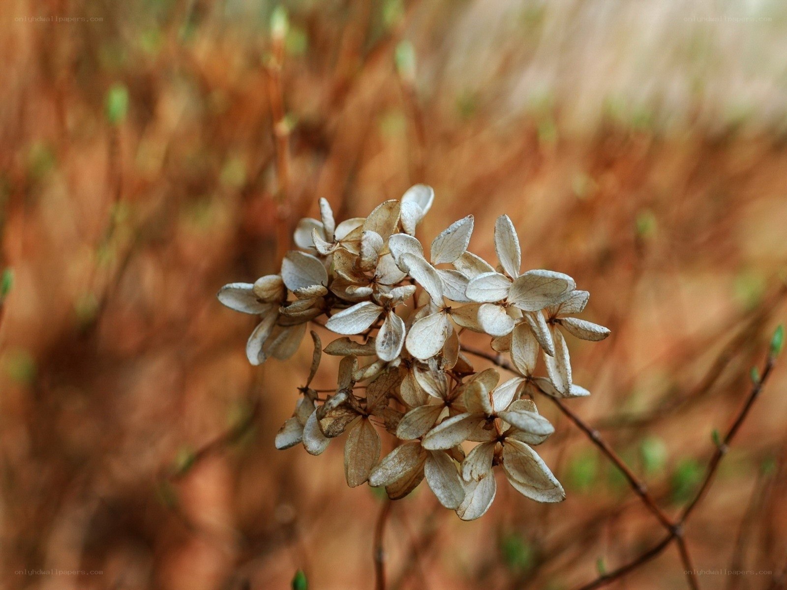 dried hydrangea flower cluster