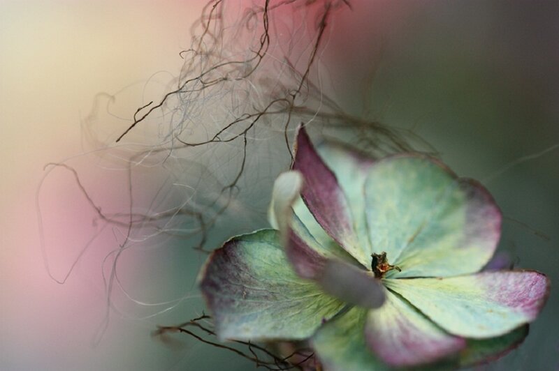 Dried Hydrangea Flower — Green