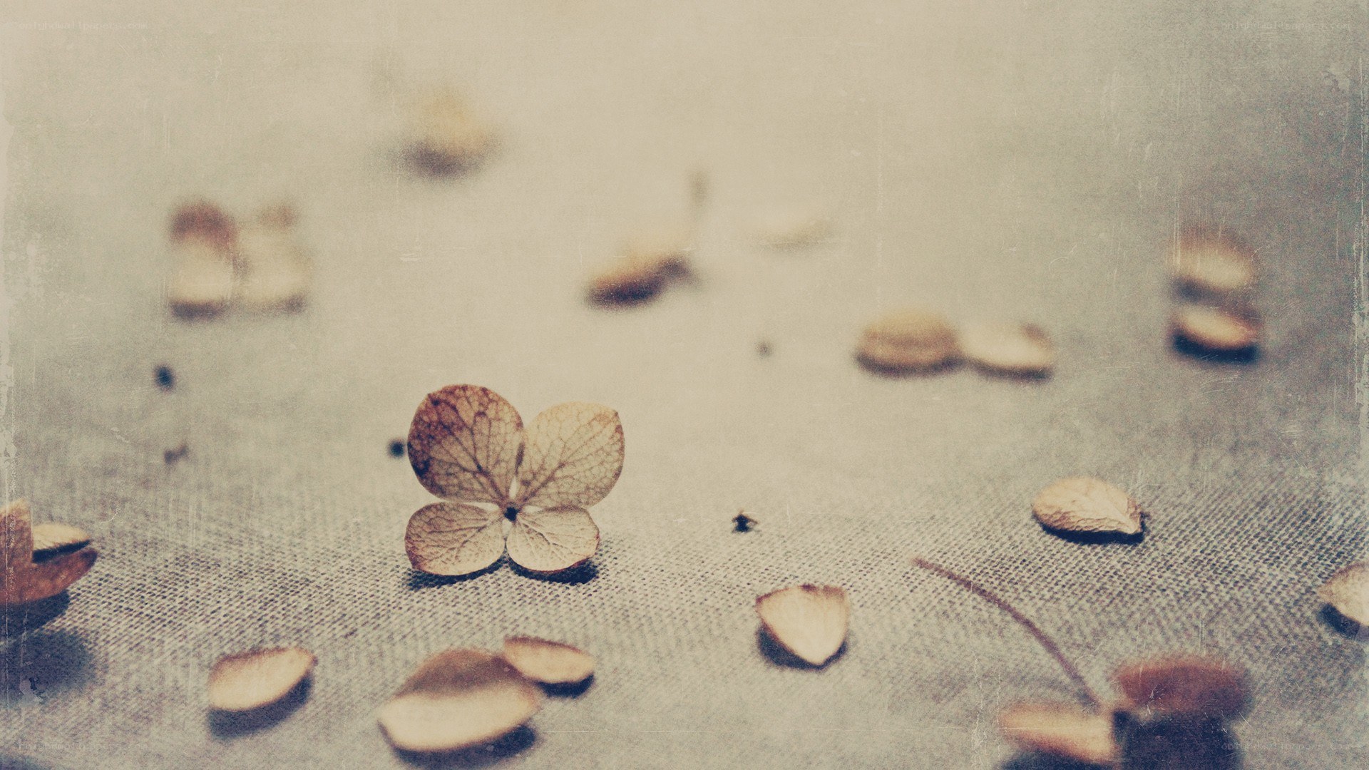 dried hydrangea flower on fabric