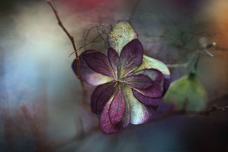 Dried Hydrangea Flower — Purple