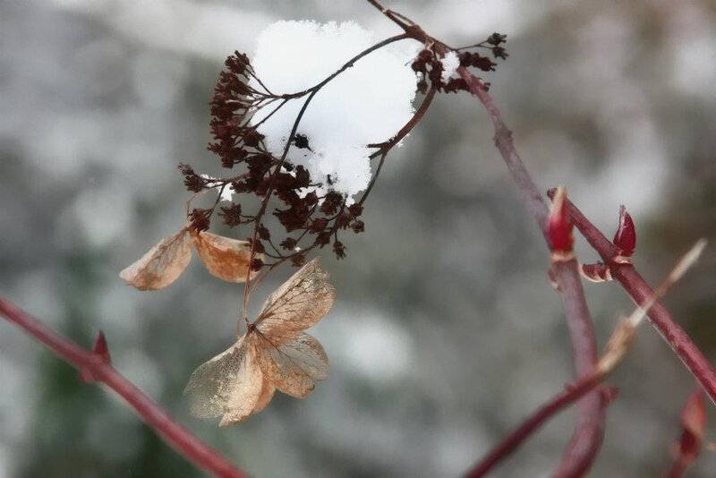Dried Hydrangea Flower — White