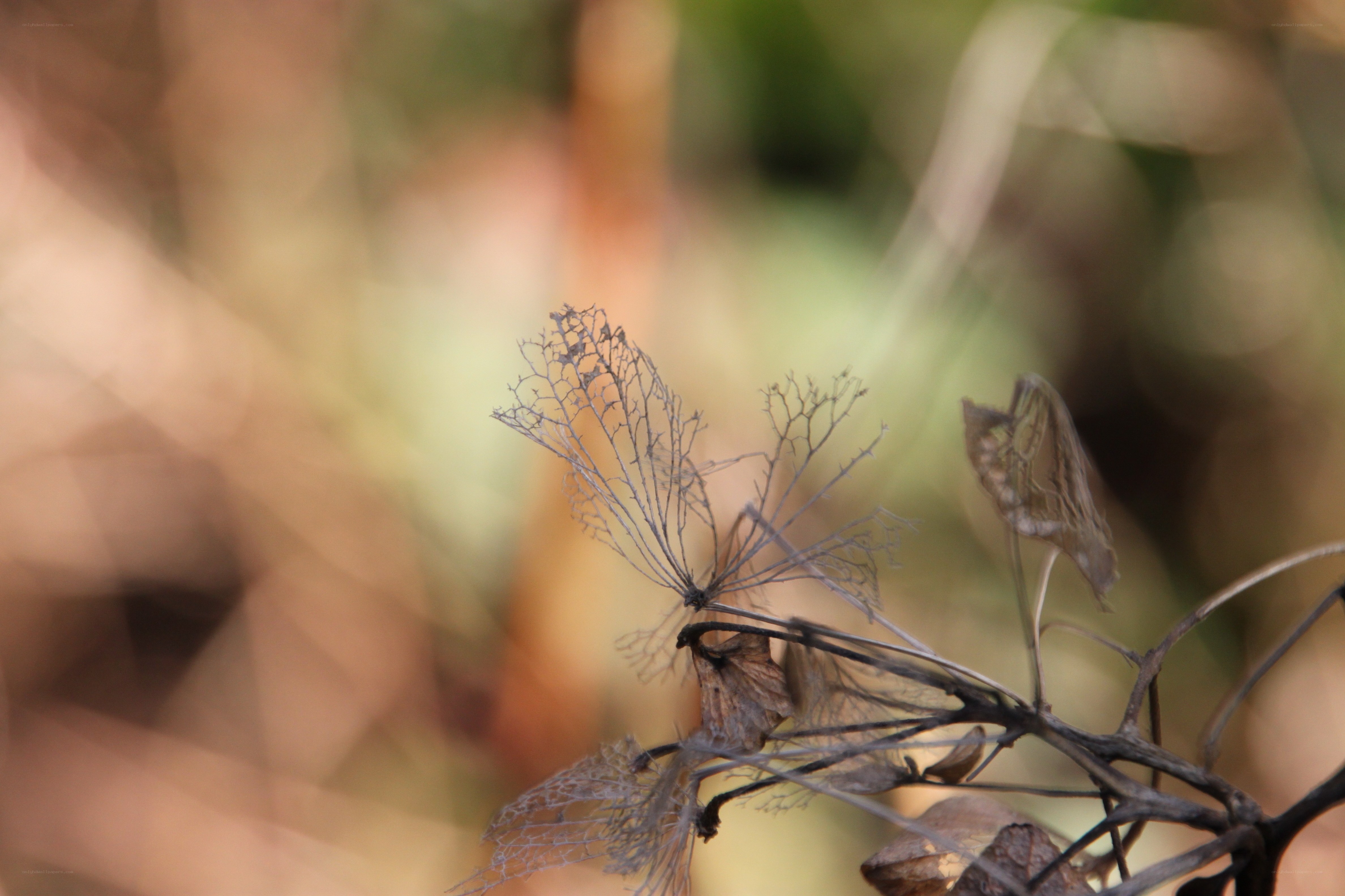 dried hydrangea flower