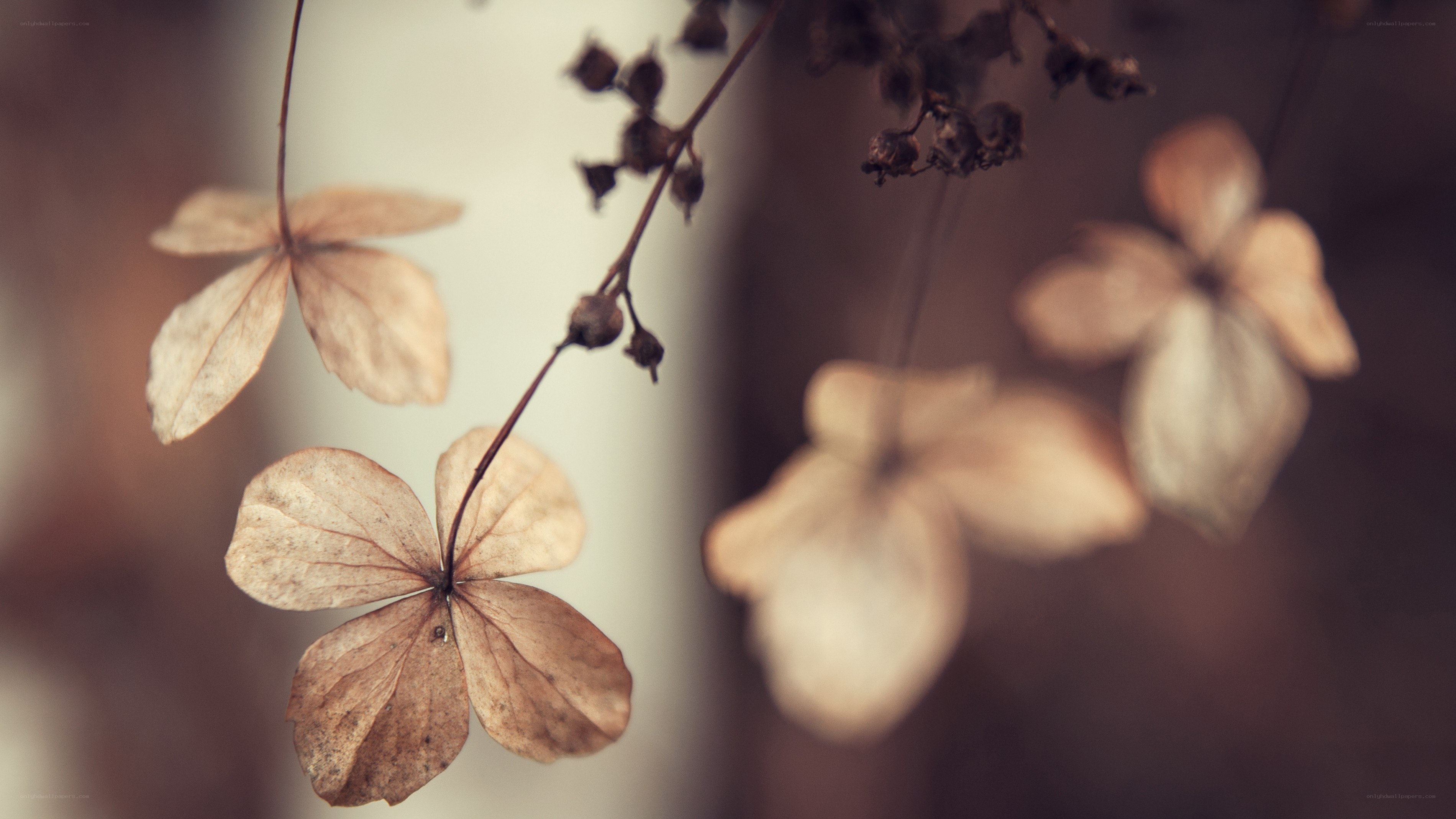 dried hydrangea flowers
