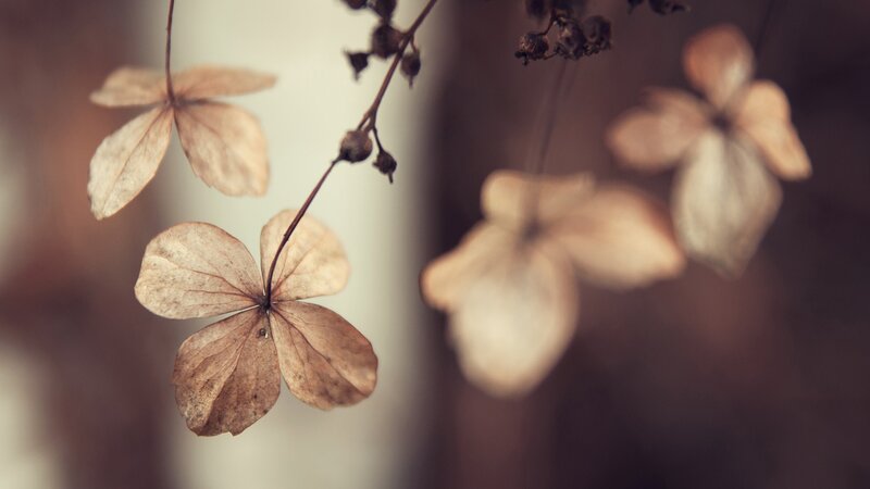 dried hydrangea flowers