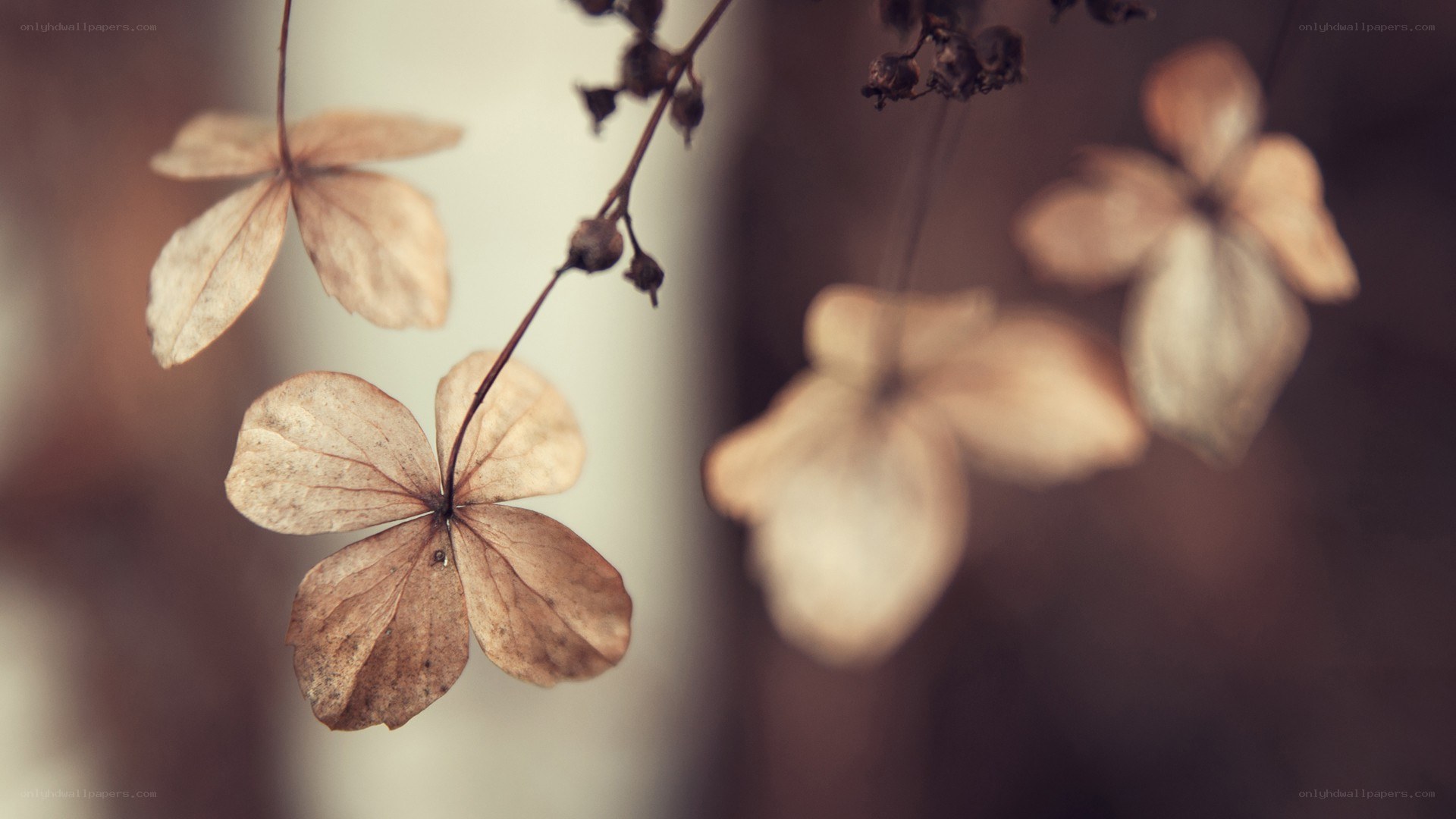 dried hydrangea flowers