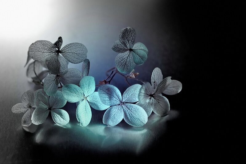Dried Hydrangea Flowers — Blue, Dramatic