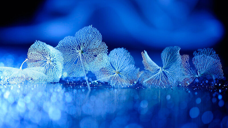 Dried Hydrangea Flowers — Blue, Serene, Photograph, Reflection