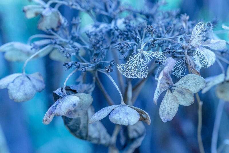 Dried Hydrangea Flowers — Blue, Serene, Photograph