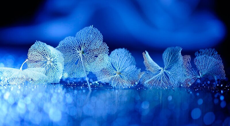 Dried Hydrangea Flowers — Blue, Serene, Photograph, Water