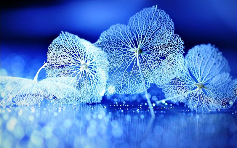 Dried Hydrangea Flowers — Blue, Serene