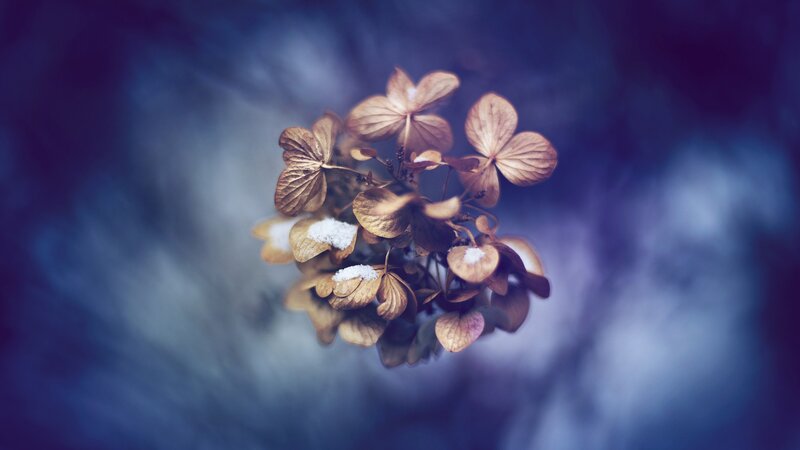 Dried Hydrangea Flowers — Blue, Serene, Winter, Photograph, Snow