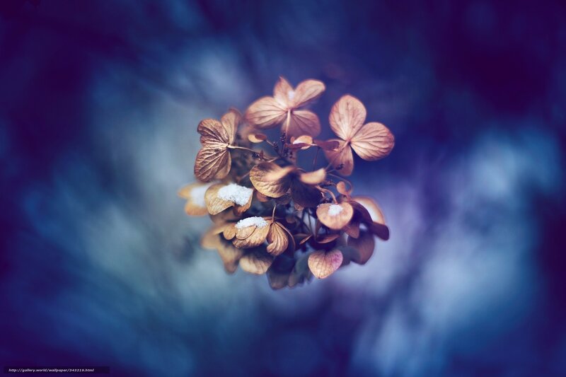 Dried Hydrangea Flowers — Blue, Serene, Winter, Photograph