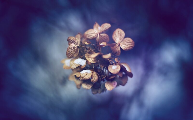 Dried Hydrangea Flowers — Blue, Serene, Winter