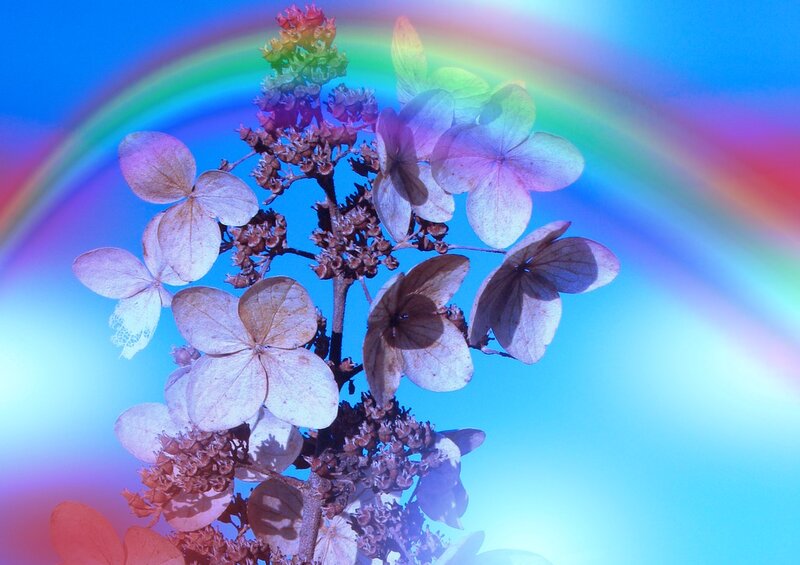 Dried Hydrangea Flowers — Blue