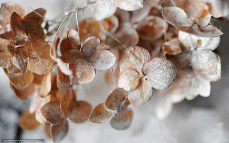 Dried Hydrangea Flowers — Brown, Calm, Winter