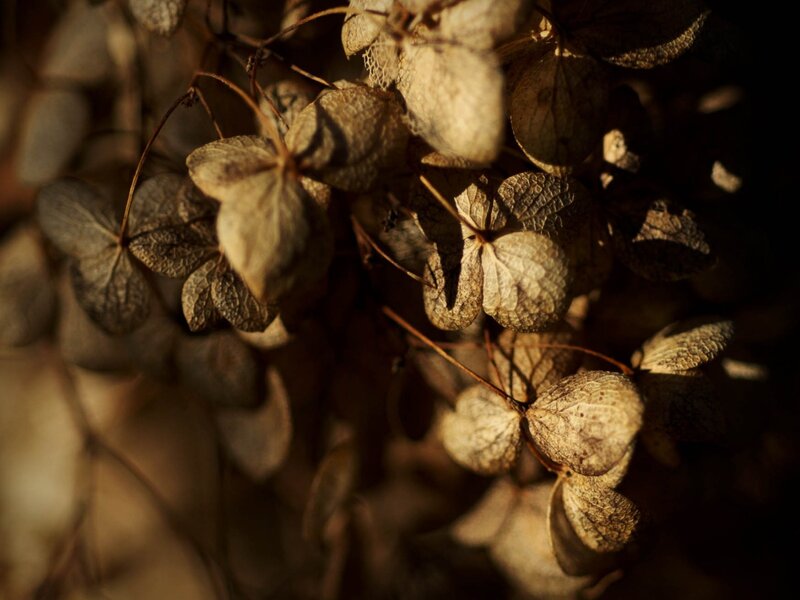 Dried Hydrangea Flowers — Brown, Dramatic