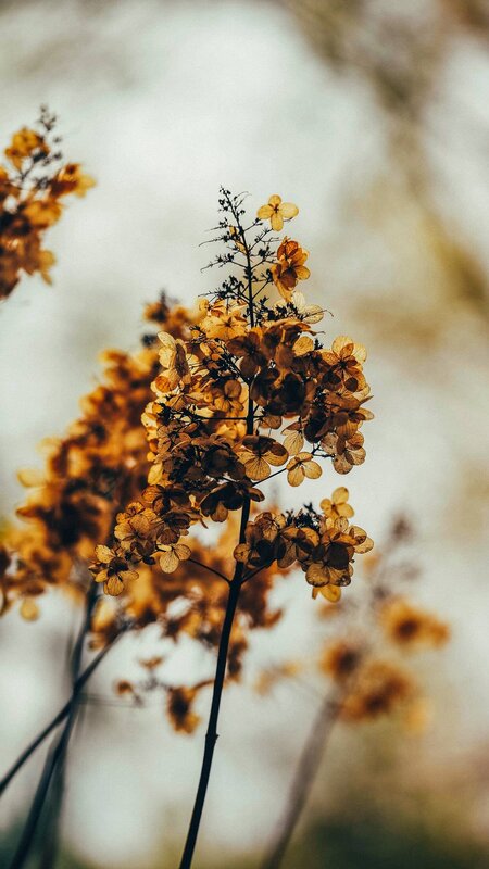 Dried Hydrangea Flowers — Brown, Serene, Autumn, Photograph, Stems