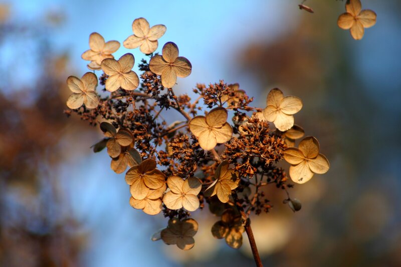 Dried Hydrangea Flowers — Brown, Serene, Autumn, Photograph