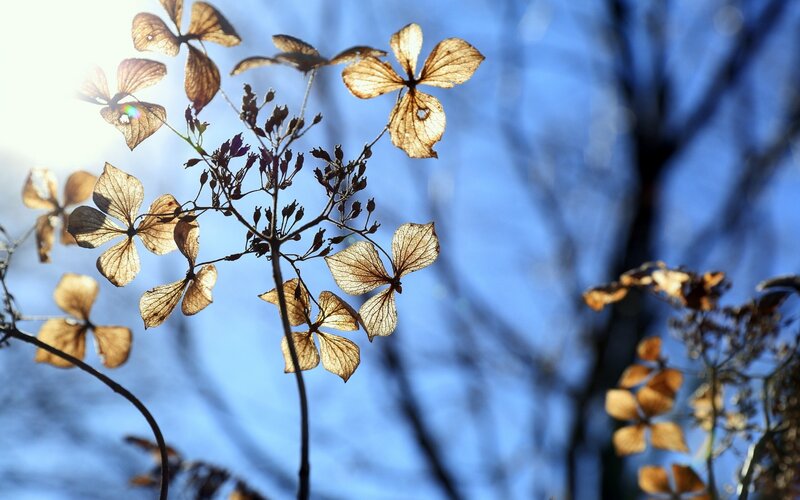 Dried Hydrangea Flowers — Brown, Serene, Autumn