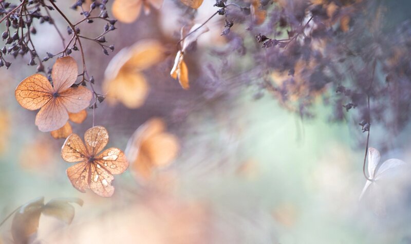 Dried Hydrangea Flowers — Brown, Serene