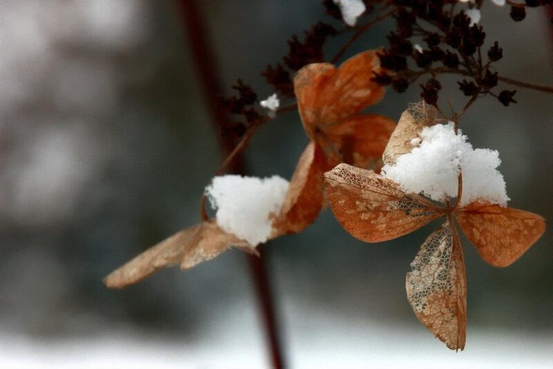 Dried Hydrangea Flowers — Brown