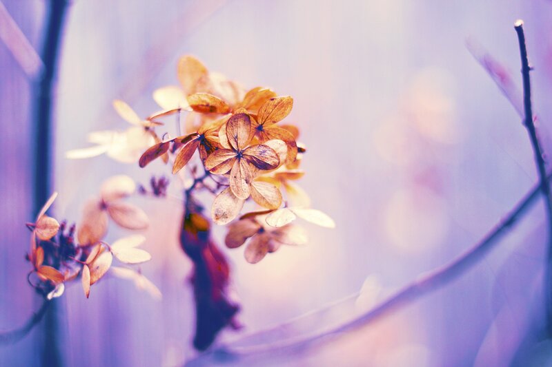 dried hydrangea flowers in soft light