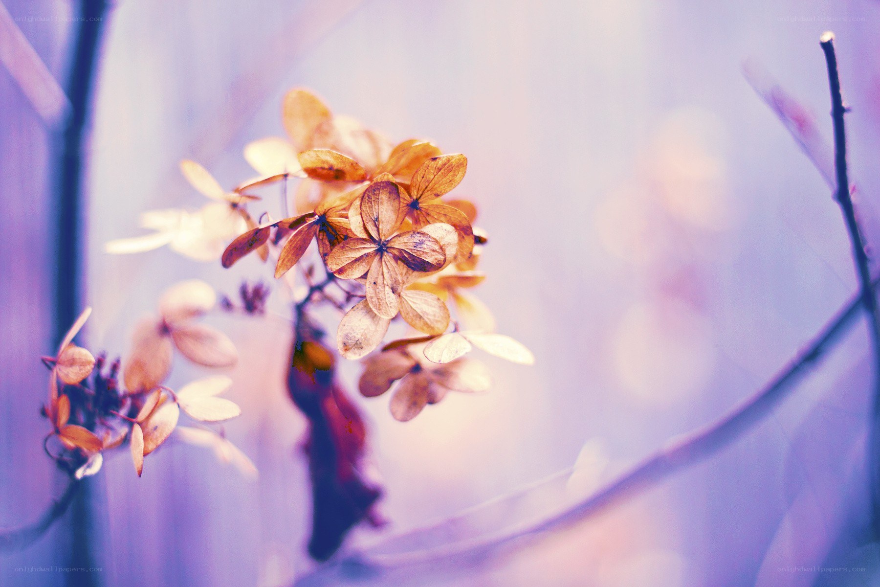 dried hydrangea flowers in soft light