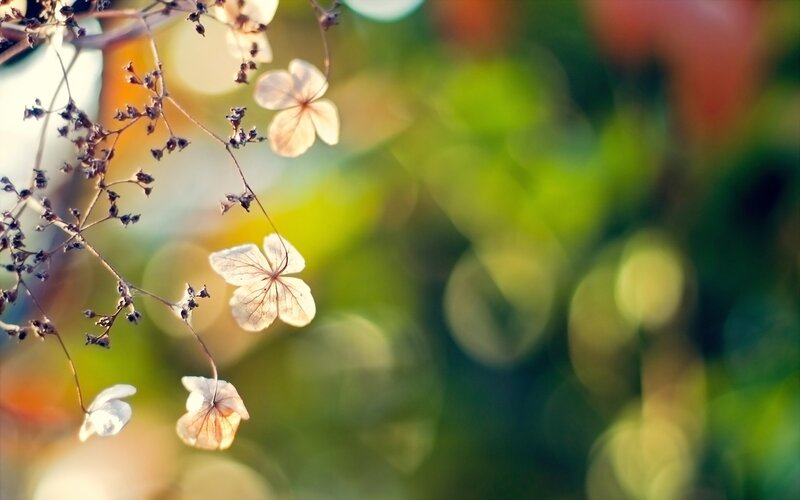 dried hydrangea flowers in sunlight