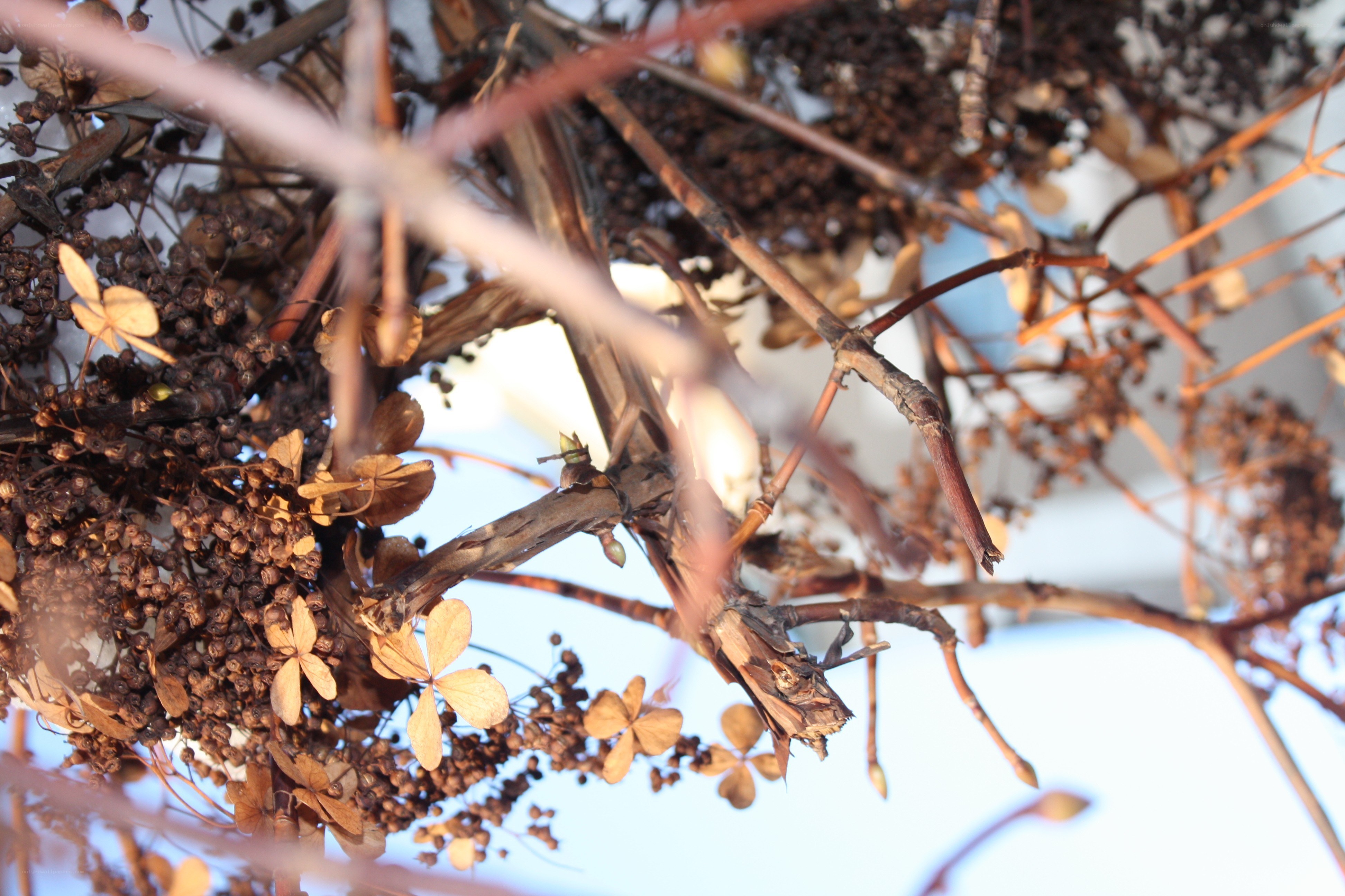 dried hydrangea flowers in winter