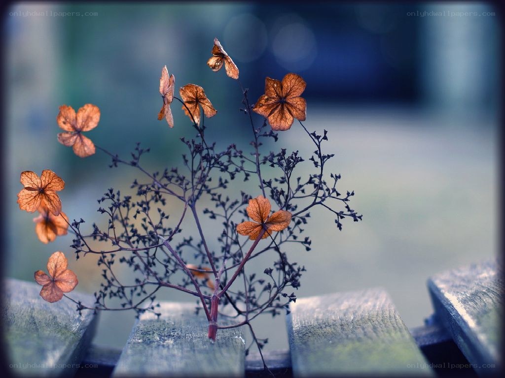 Dried hydrangea flowers on wood