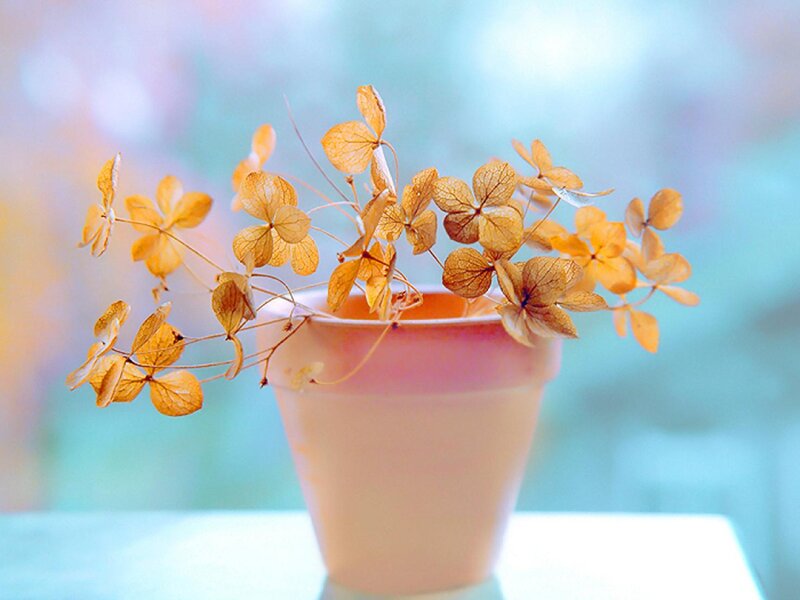 Dried Hydrangea Flowers — Orange