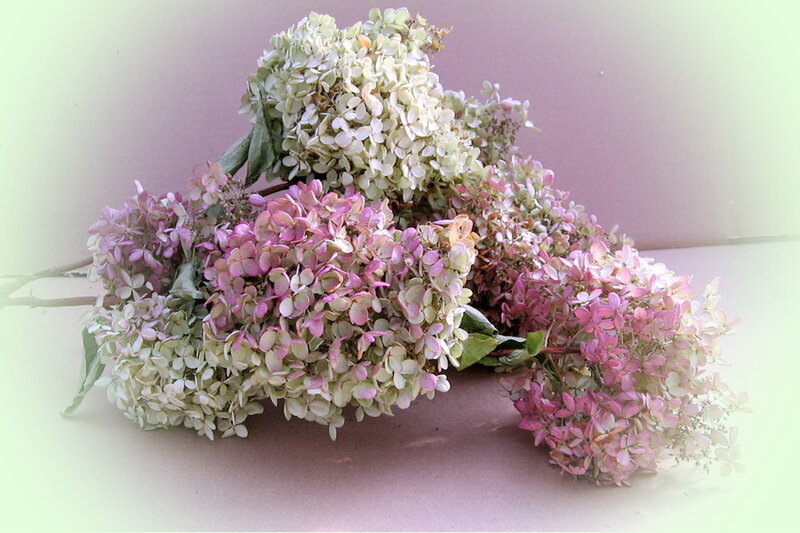 Dried Hydrangea Flowers — Pink, Calm