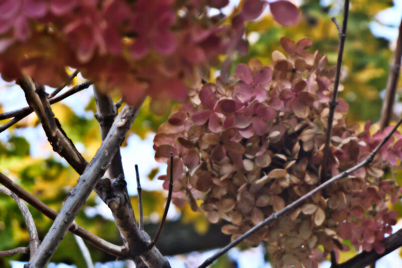 Dried Hydrangea Flowers — Pink